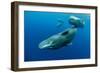 Sperm whale mother and calf,  Dominica, Caribbean Sea-Franco Banfi-Framed Photographic Print