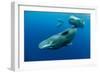 Sperm whale mother and calf,  Dominica, Caribbean Sea-Franco Banfi-Framed Photographic Print