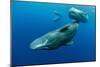 Sperm whale mother and calf,  Dominica, Caribbean Sea-Franco Banfi-Mounted Photographic Print