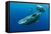 Sperm whale mother and calf,  Dominica, Caribbean Sea-Franco Banfi-Framed Stretched Canvas