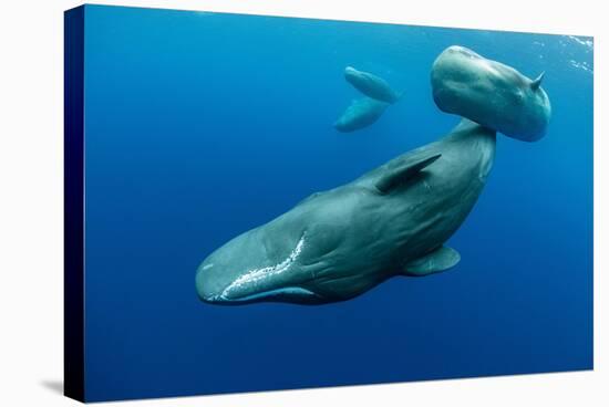 Sperm whale mother and calf,  Dominica, Caribbean Sea-Franco Banfi-Stretched Canvas