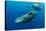 Sperm whale mother and calf,  Dominica, Caribbean Sea-Franco Banfi-Stretched Canvas