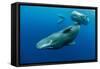 Sperm whale mother and calf,  Dominica, Caribbean Sea-Franco Banfi-Framed Stretched Canvas