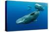 Sperm whale mother and calf,  Dominica, Caribbean Sea-Franco Banfi-Stretched Canvas