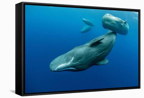Sperm whale mother and calf,  Dominica, Caribbean Sea-Franco Banfi-Framed Stretched Canvas