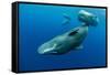 Sperm whale mother and calf,  Dominica, Caribbean Sea-Franco Banfi-Framed Stretched Canvas