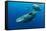 Sperm whale mother and calf,  Dominica, Caribbean Sea-Franco Banfi-Framed Stretched Canvas