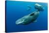 Sperm whale mother and calf,  Dominica, Caribbean Sea-Franco Banfi-Stretched Canvas