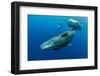 Sperm whale mother and calf,  Dominica, Caribbean Sea-Franco Banfi-Framed Photographic Print