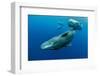 Sperm whale mother and calf,  Dominica, Caribbean Sea-Franco Banfi-Framed Photographic Print