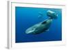 Sperm whale mother and calf,  Dominica, Caribbean Sea-Franco Banfi-Framed Photographic Print