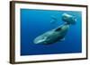 Sperm whale mother and calf,  Dominica, Caribbean Sea-Franco Banfi-Framed Photographic Print