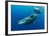 Sperm whale mother and calf,  Dominica, Caribbean Sea-Franco Banfi-Framed Photographic Print