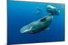 Sperm whale mother and calf,  Dominica, Caribbean Sea-Franco Banfi-Mounted Photographic Print