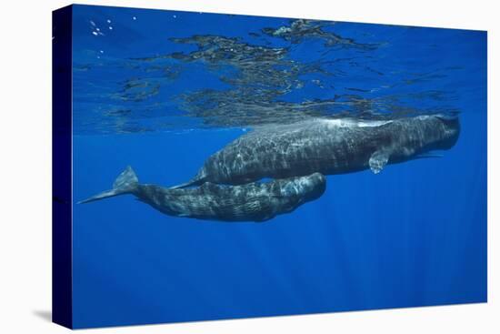 Sperm Whale Mother and Calf-Reinhard Dirscherl-Stretched Canvas