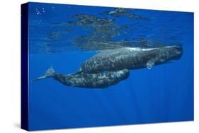 Sperm Whale Mother and Calf-Reinhard Dirscherl-Stretched Canvas