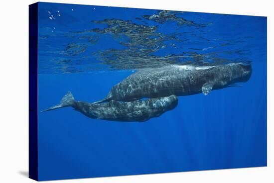 Sperm Whale Mother and Calf-Reinhard Dirscherl-Stretched Canvas