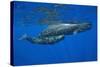 Sperm Whale Mother and Calf-Reinhard Dirscherl-Stretched Canvas