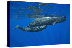 Sperm Whale Mother and Calf-Reinhard Dirscherl-Stretched Canvas