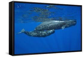 Sperm Whale Mother and Calf-Reinhard Dirscherl-Framed Stretched Canvas