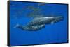 Sperm Whale Mother and Calf-Reinhard Dirscherl-Framed Stretched Canvas