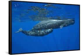 Sperm Whale Mother and Calf-Reinhard Dirscherl-Framed Stretched Canvas