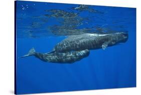 Sperm Whale Mother and Calf-Reinhard Dirscherl-Stretched Canvas