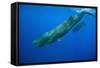 Sperm Whale Mother and Calf-Reinhard Dirscherl-Framed Stretched Canvas