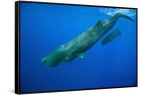 Sperm Whale Mother and Calf-Reinhard Dirscherl-Framed Stretched Canvas