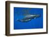 Sperm Whale Mother and Calf-Reinhard Dirscherl-Framed Premium Photographic Print