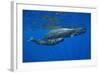 Sperm Whale Mother and Calf-Reinhard Dirscherl-Framed Photographic Print