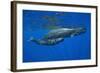 Sperm Whale Mother and Calf-Reinhard Dirscherl-Framed Photographic Print