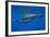 Sperm Whale Mother and Calf-Reinhard Dirscherl-Framed Photographic Print