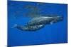 Sperm Whale Mother and Calf-Reinhard Dirscherl-Mounted Photographic Print