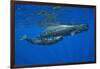 Sperm Whale Mother and Calf-Reinhard Dirscherl-Framed Photographic Print