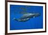 Sperm Whale Mother and Calf-Reinhard Dirscherl-Framed Photographic Print