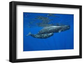 Sperm Whale Mother and Calf-Reinhard Dirscherl-Framed Photographic Print