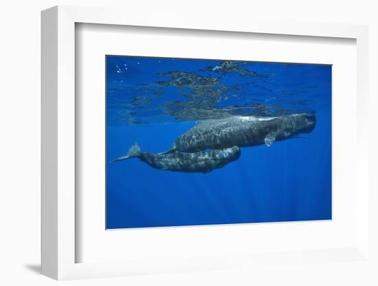 Sperm Whale Mother and Calf-Reinhard Dirscherl-Framed Photographic Print