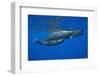 Sperm Whale Mother and Calf-Reinhard Dirscherl-Framed Photographic Print