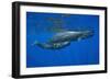 Sperm Whale Mother and Calf-Reinhard Dirscherl-Framed Photographic Print