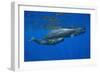 Sperm Whale Mother and Calf-Reinhard Dirscherl-Framed Photographic Print