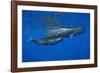 Sperm Whale Mother and Calf-Reinhard Dirscherl-Framed Photographic Print