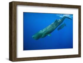 Sperm Whale Mother and Calf-Reinhard Dirscherl-Framed Photographic Print