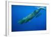 Sperm Whale Mother and Calf-Reinhard Dirscherl-Framed Photographic Print