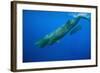 Sperm Whale Mother and Calf-Reinhard Dirscherl-Framed Photographic Print