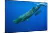 Sperm Whale Mother and Calf-Reinhard Dirscherl-Mounted Photographic Print