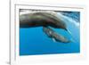 Sperm whale mother surfacing with calf below, Dominica, Caribbean Sea, Atlantic Ocean-Franco Banfi-Framed Photographic Print