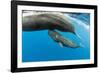 Sperm whale mother surfacing with calf below, Dominica, Caribbean Sea, Atlantic Ocean-Franco Banfi-Framed Photographic Print