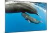 Sperm whale mother surfacing with calf below, Dominica, Caribbean Sea, Atlantic Ocean-Franco Banfi-Mounted Photographic Print