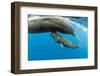 Sperm whale mother surfacing with calf below, Dominica, Caribbean Sea, Atlantic Ocean-Franco Banfi-Framed Photographic Print